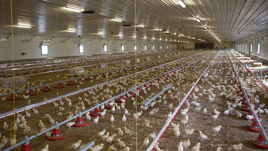 همه چیز درباره ساخت سوله مرغداری ارزان و بهینه